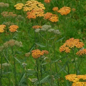 Achillea millefolium Terracotta